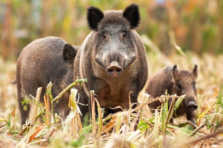 Wildschweine auf einem Maisfeld (Symbolbild: JMrocek)