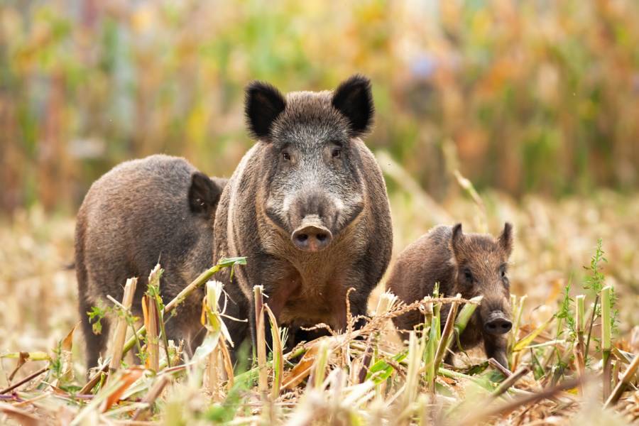 Wildschweine auf einem Maisfeld (Symbolbild: JMrocek)