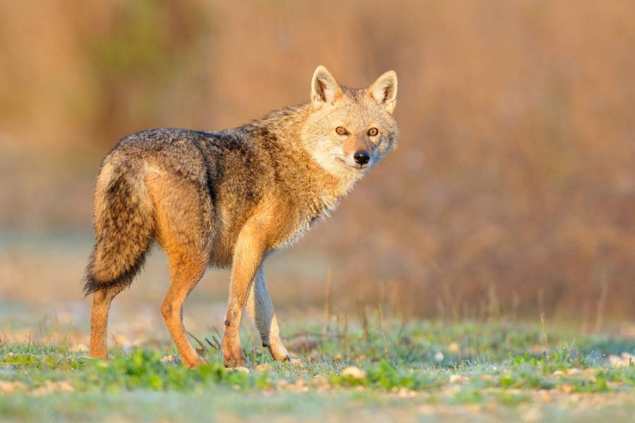 Ein Goldschakal bei Sonnenaufgang. (Foto: iStock/Shimi_Eni)