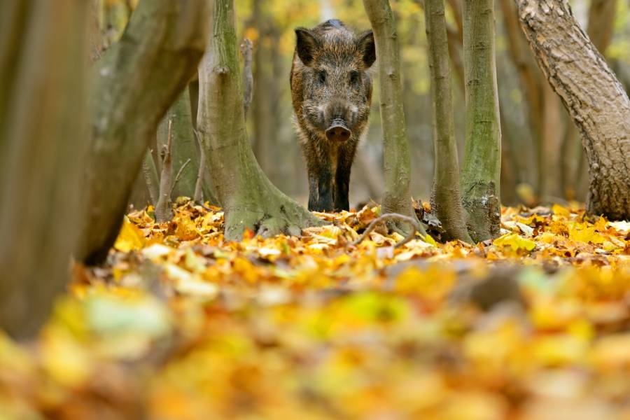 Die ASP wird Brandenburg noch Jahre begleiten. (Quelle: Canva/ LJVB)