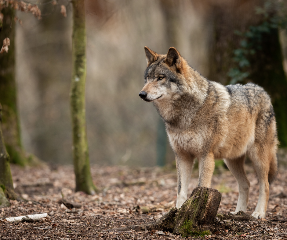 Wolfsrisse: Brandenburg ist trauriger Spitzenreiter