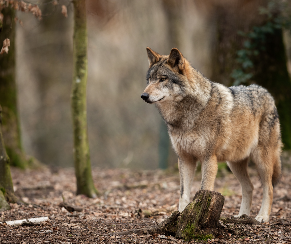 Zahl der in Brandenburg gerissenen Nutztiere steigt um über 35 Prozent zum Vorjahr. Ein Akzeptanzbestand muss definiert und die Entnahme über Abschussquoten möglich werden. (Quelle: Canva/LJVB)