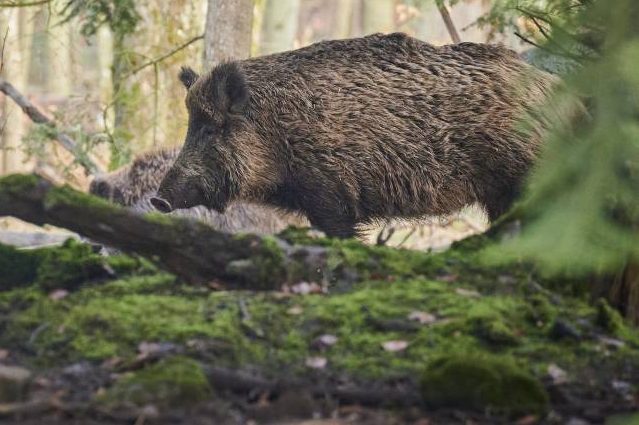 Verstärkte Jagd auf Schwarzwild zeigt Wirkung