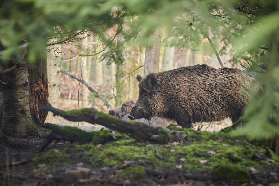 Wildschweine in einem Wald. (Symbolbild: Paul Henri Degrande)
