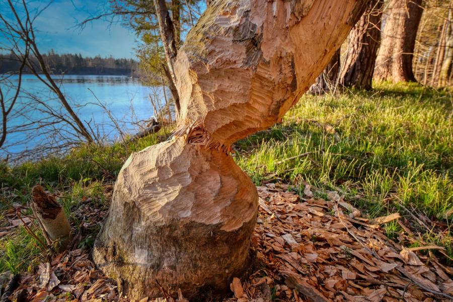 Biberschaden an einem Baum. (Symbolbild: Albrecht Fietz)