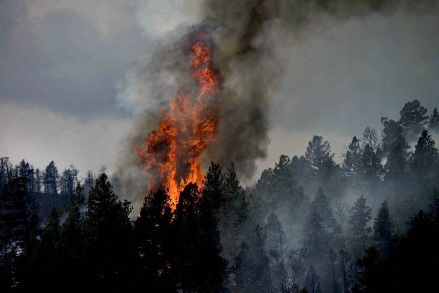 Feuer in einem Wald. (Symbolbild: David Mark)