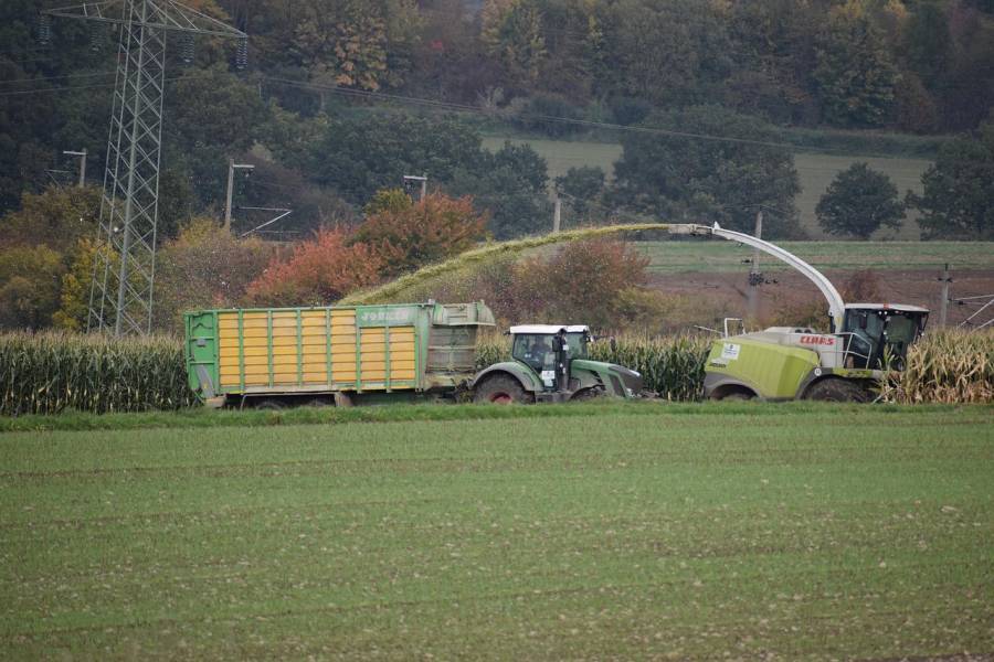 Landwirte beim Maishäckseln. (Symbolbild: Andrea Gibhardt)