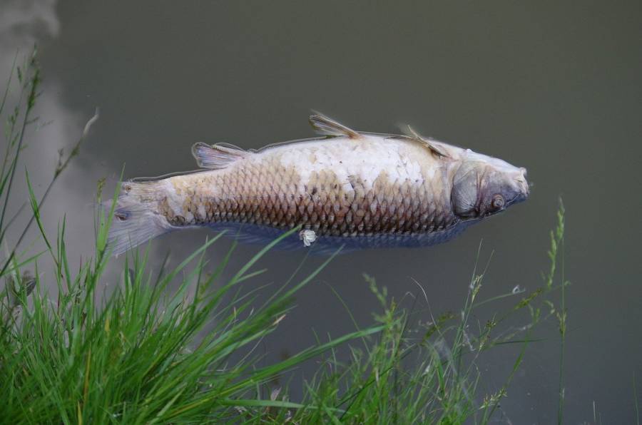 Ein toter Fisch treibt im Wasser. (Symbolbild: Ajale)