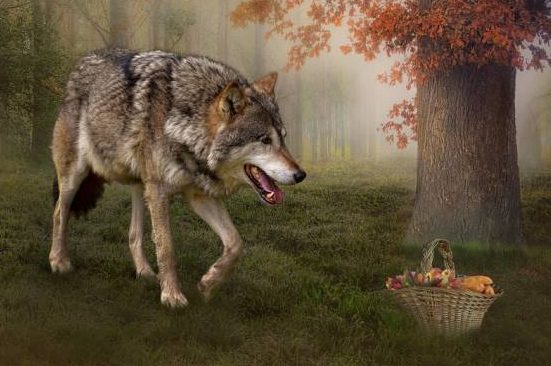 Ein Wolf läuft auf einen Korb mit Obst zu. (Symbolbild: Bianca Van Dijk)