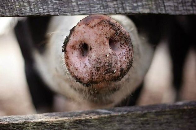 Niedersächsische ASP-Sperrzonen früher aufgehoben