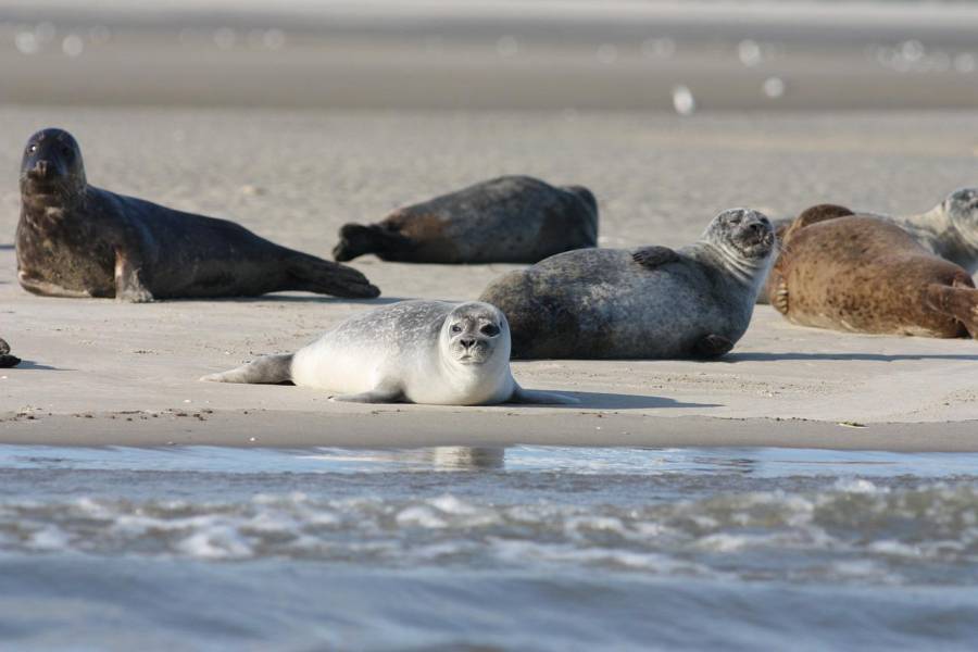 Seehunde an einem Strand. (Symbolbild: Alicia_Chan)