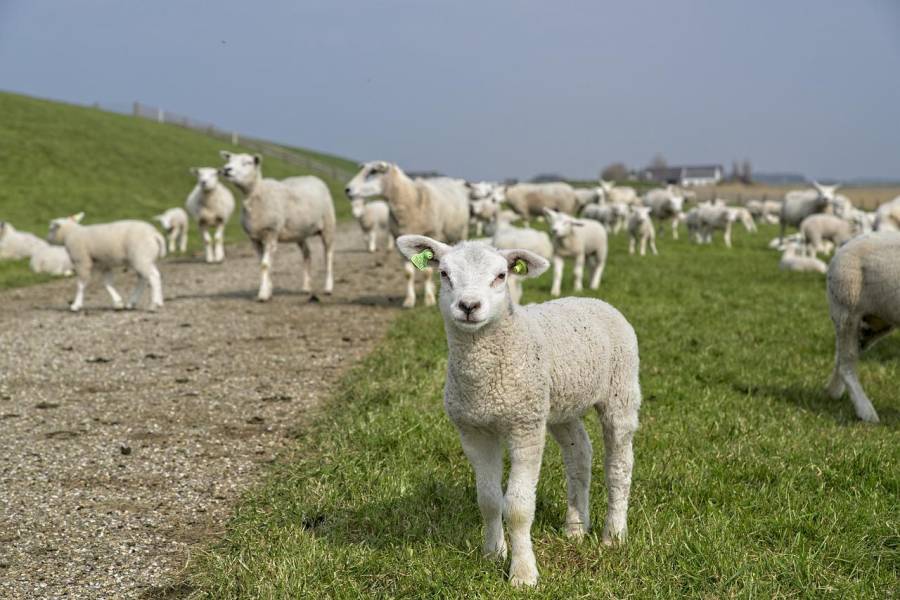 Schafe vor einem Deich in Friesland. (Symbolbild: AlkeMade)