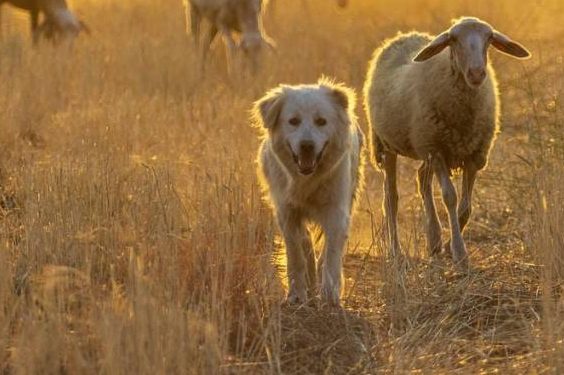 Wolfsverursachte Schäden: aktuelle Daten veröffentlicht