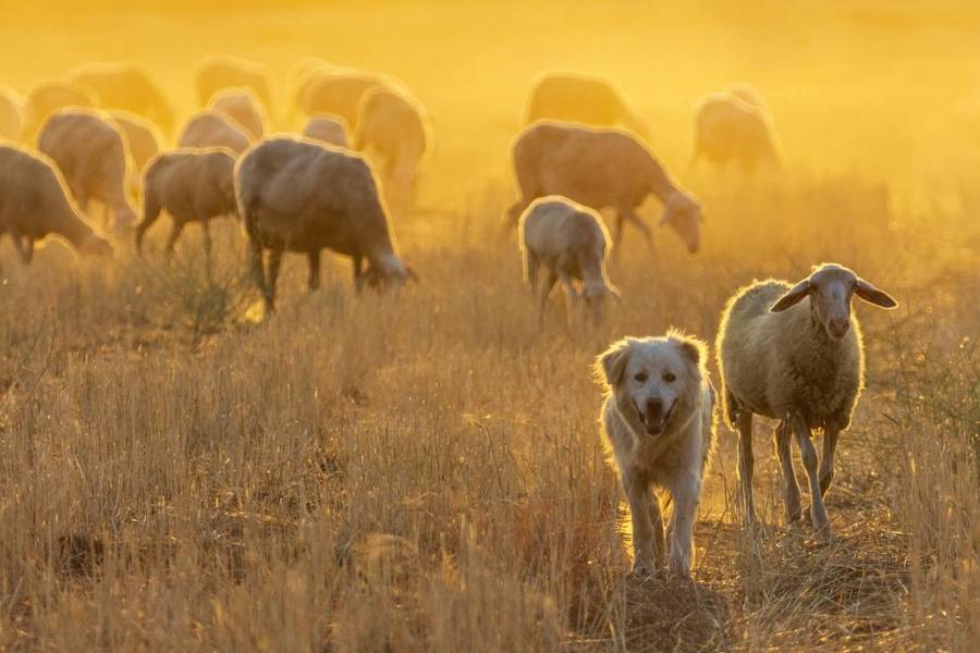 Schafherde mit Schäferhund. (Foto: John_Nature_Photos)