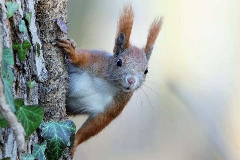 Eichhörnchen an einem Baumstamm. (Symbolbild: Mariusz)