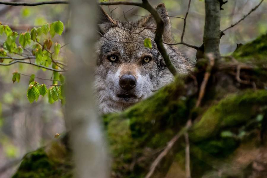 Untersuchungen bestätigen Wolfsverdacht in Bernau