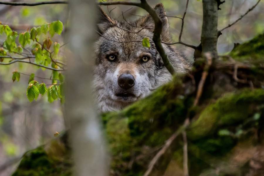 Ein Wolf. (Symbolbild: Tomáš Seman)