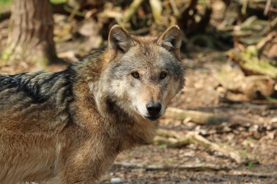 Sesshafter Wolf GW1129m tötet in Bernau drei Jungrinder