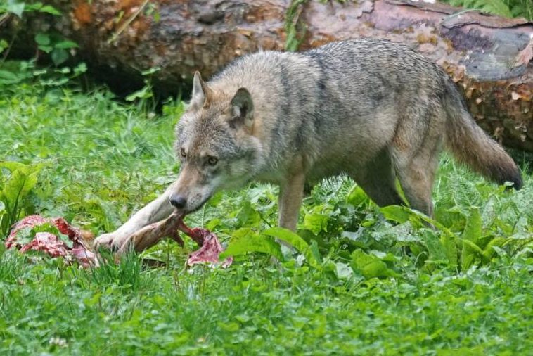 Schadensausgleich für Nutztierrisse im Ammergebirge