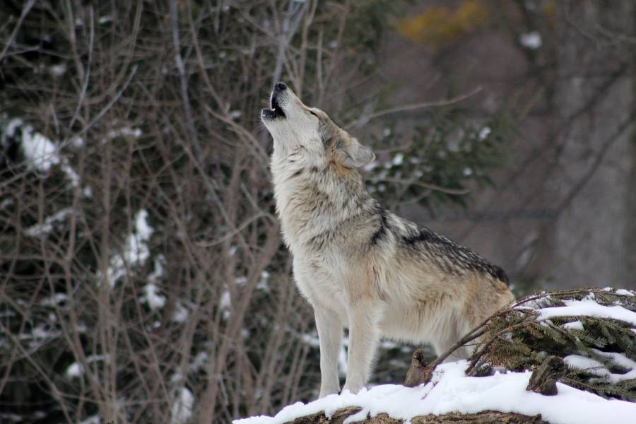 Ein heulender Wolf. (Symbolbild: Steve Felberg)