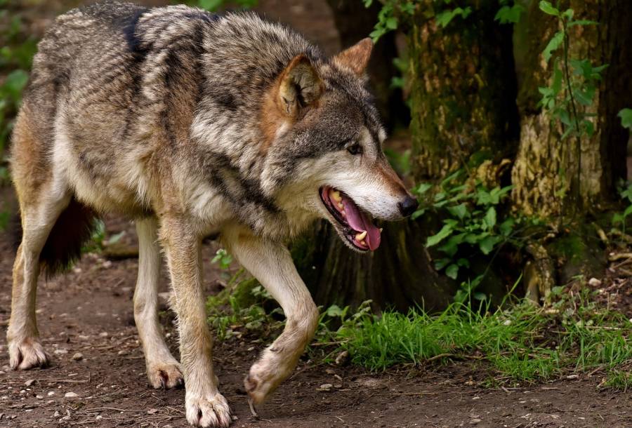 Ein Wolf. (Symbolbild: Alexas_Fotos)