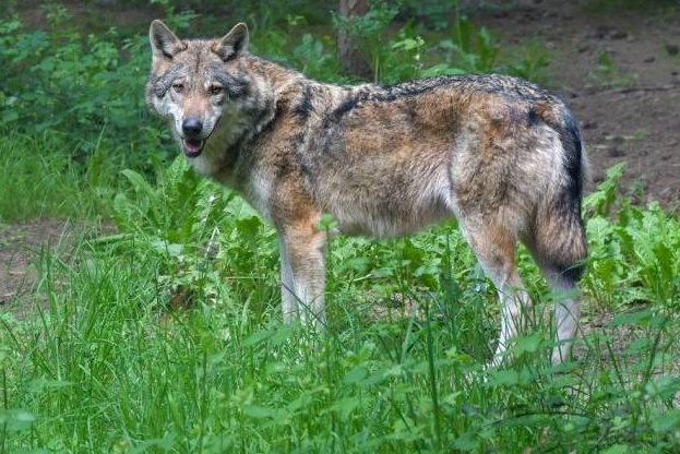 Ablehnung der Regulierung des Wolfsrudels im Val d’Hérens