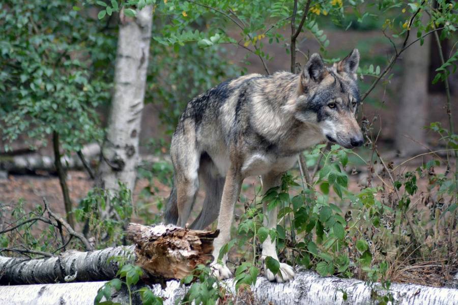 Ein Wolf. (Symbolbild: Insa Osterhagen)