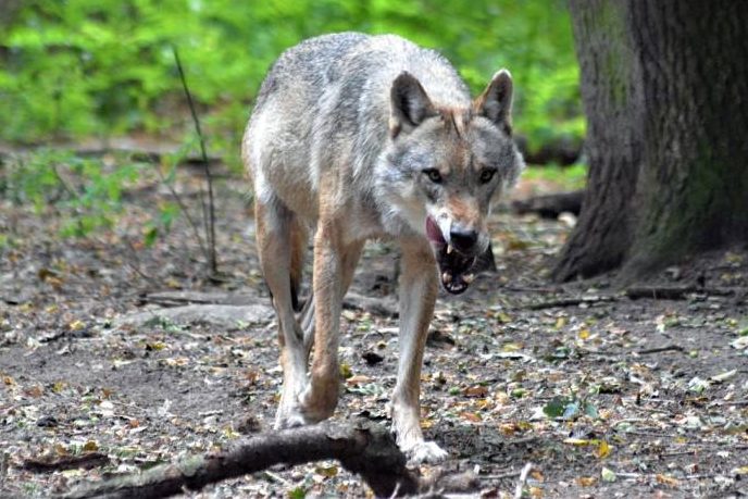 Wolfsabschuss in Vorbereitung
