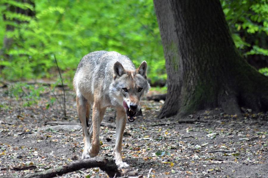 Ein einzelner Wolf. (Symbolbild: Insa Osterhagen)