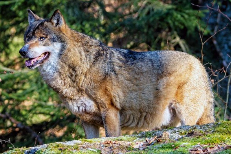 17 Wolfsrudel sind genug