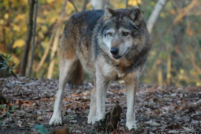 Hessisches Wolfsmonitoring bekommt Unterstützung