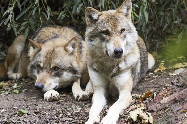 Residente Wolfspaare im Bereich Sachsenwald und Segeberger Forst