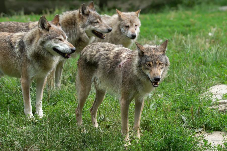 Neues Wolfspaar im Erzgebirge
