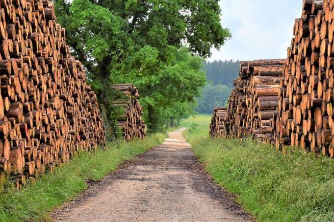 Brennholz-Diebstahl in den Niedersächsischen Landesforsten aufgeklärt