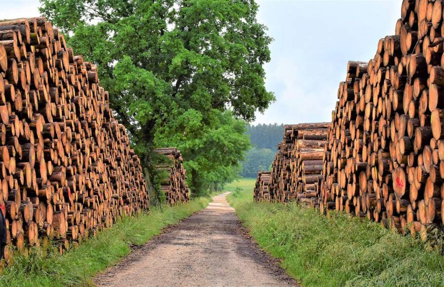Gepoltertes Holz auf beiden Seiten eines Waldweges. (Symbolbild: RitaE)