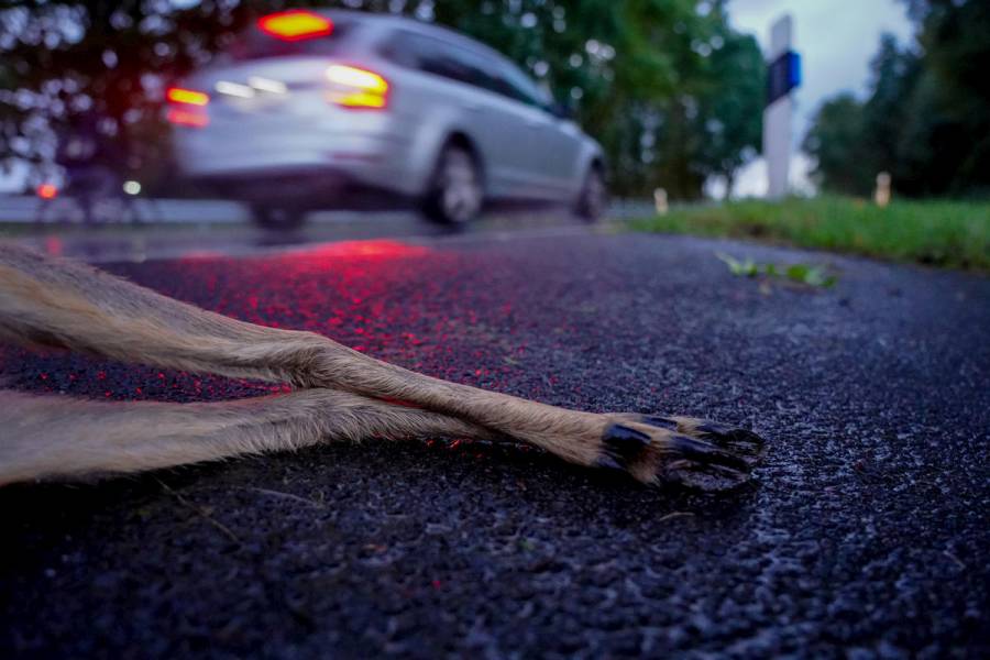 Achtung: Wild auf der Straße. Ab Oktober steigt die Gefahr von Wildunfällen. Der DJV gibt Tipps, um Zusammenstöße zu vermeiden. (Quelle: Kapuhs/DJV)