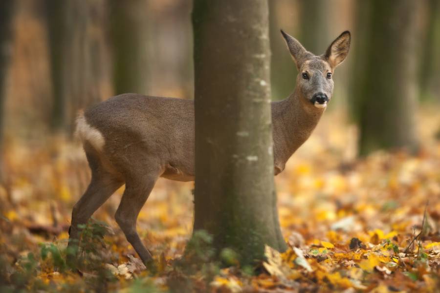 Behördenversagen und Nachlässigkeit des MLUK verursacht landesweite Rechtsunsicherheit bei der Erteilung und Verlängerungen von Jagdscheinen. (Quelle: Canva/LJVB)