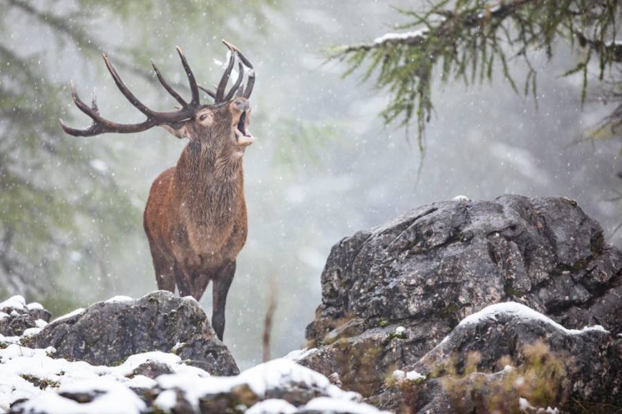 Zum Hubertusfeiertag am 3. November erbitten Jägerinnen und Jäger traditionell den Segen ihres Schutzpatrons, dem heiligen Hubertus. Doch sein Symboltier, der Rothirsch braucht selbst einen Schutzpatron – seine Art ist in Gefahr! (Foto: BJV/Marco Schütte)