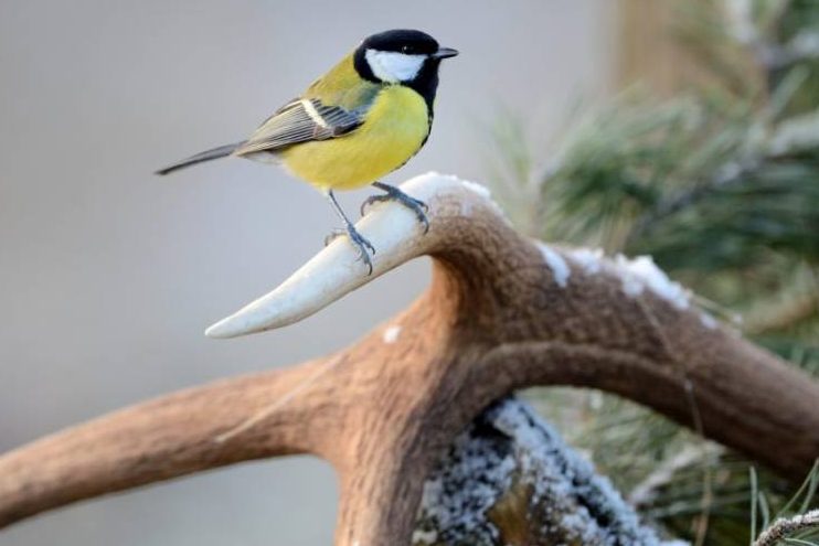 Artenschutz im kleinsten Garten
