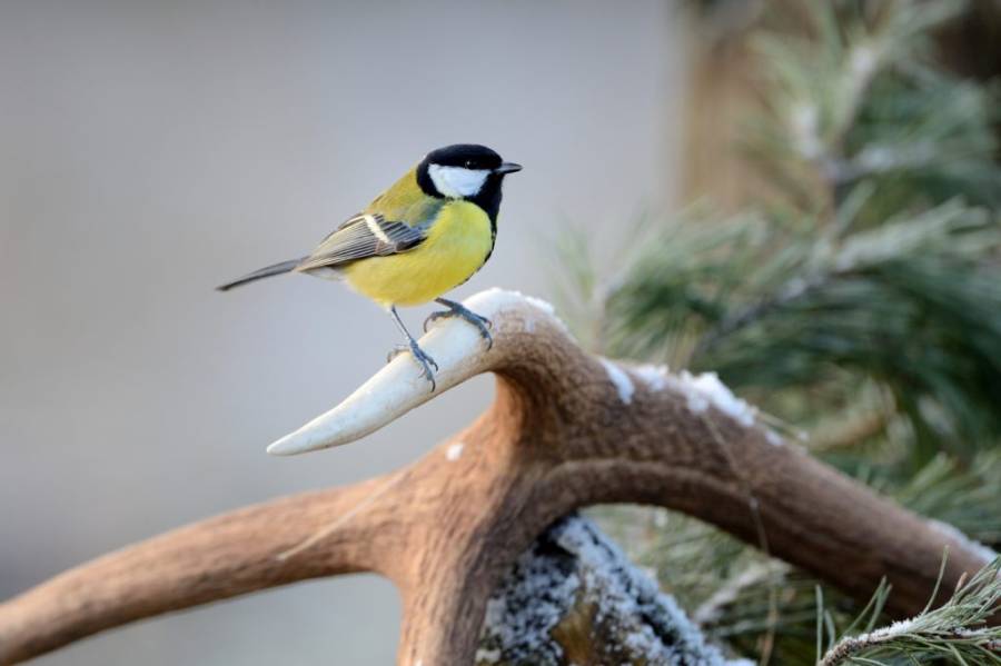 Kohlmeise auf einer Geweihstange sitzend. (Foto: BJV/ Reiner Bernhardt)