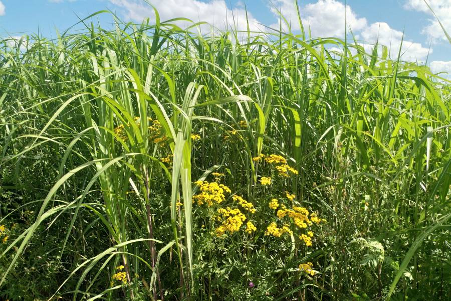 Wildblumen-Mischungen für die Bioenergie: Miscanthus und Rainfarn auf dem Goldenen Acker der Universität Hohenheim (Bildquelle: Universität Hohenheim / Moritz von Cossel)