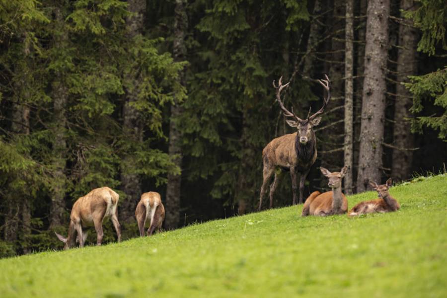 In einem neuen Imagefilm positioniert sich der Bayerische Jagdverband e.V. klar zum Thema Rotwild und die dramatische Situation um dessen Lebensraum in Bayern. (Foto: BJV/Pierre Johne)