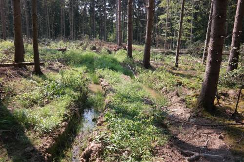 …sofort nach Entstehung sind sie ein wichtiger Lebensraum und Laichgewässer für die Gelbbauchunke und werden nach kurzer Zeit zum selbstbegrünten Biotop. (Bildquelle: Universität Hohenheim / Felix Schrell)