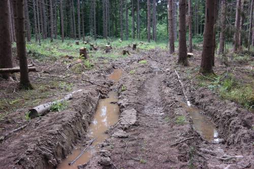 Auf den ersten Blick sehen Fahrspuren nach Zerstörung des Waldes aus, aber… (Bildquelle: Universität Hohenheim / Felix Schrell)