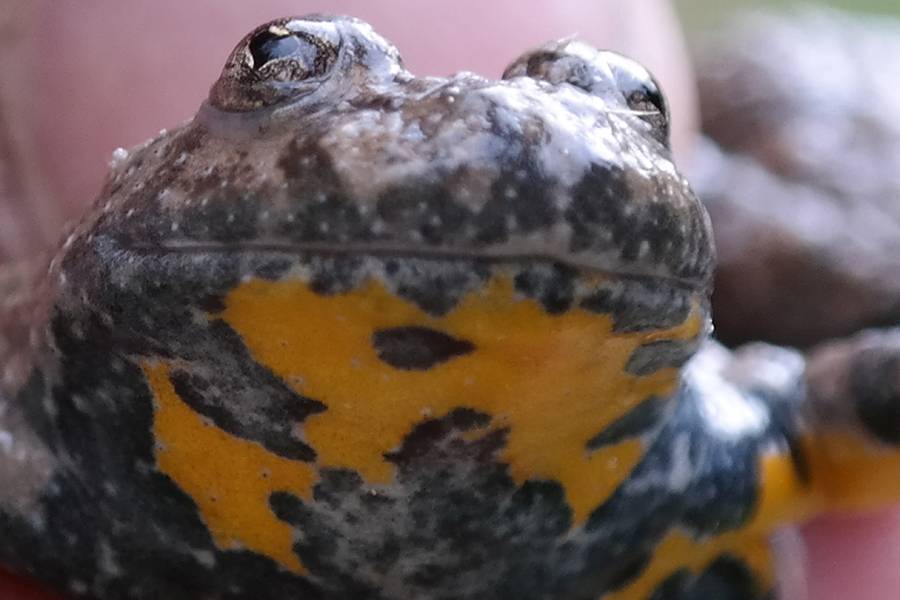 Geschützt durch Fahrspuren im Wald: Die bedrohte Gelbbauchunke benötigt die seltenen Pfützen zum Überleben. (Bildquelle: Universität Hohenheim / Felix Schrell)