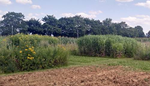 Mit Wildblumen noch wertvoller: Miscanthus an der Universität Hohenheim (Bildquelle: Universität Hohenheim / Moritz von Cossel)