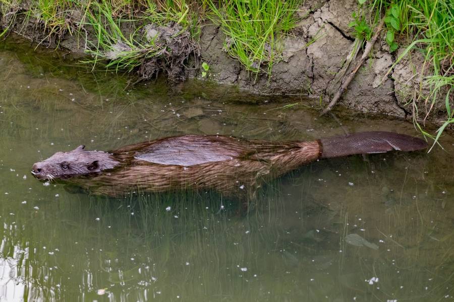 Ein Biber im Wasser. (Symbolbild: krystianwin)