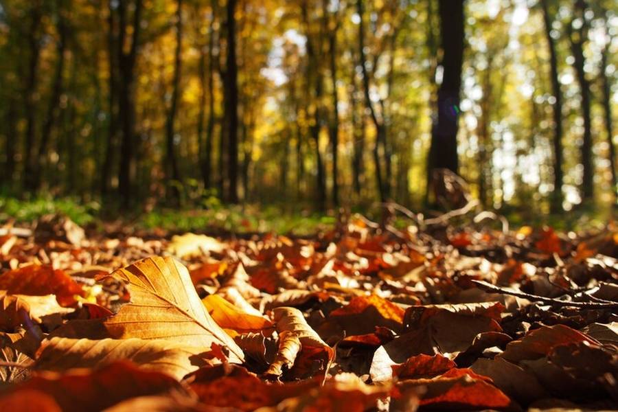 Ein besonders warmer Oktober lockt zu einem Waldspaziergang