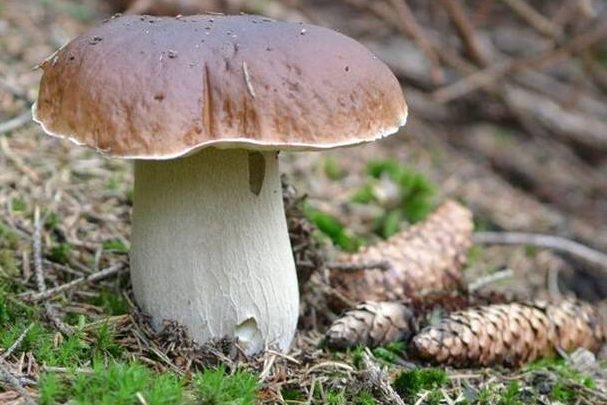 Pilzsaison lockt in den Wald