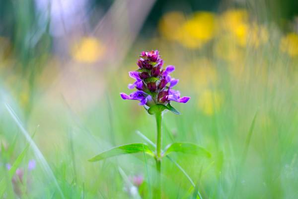 Der Name Braunelle bezieht sich auf die braunen Kelchblätter, die die violetten Kronblätter umschließen (Foto: Julian Denstorf)